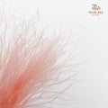 Dry Stipa Grass (Feather Grass)  Light Pink