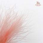 Dry Stipa Grass (Feather Grass)  Light Pink