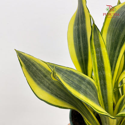 Sansevieria Craigii