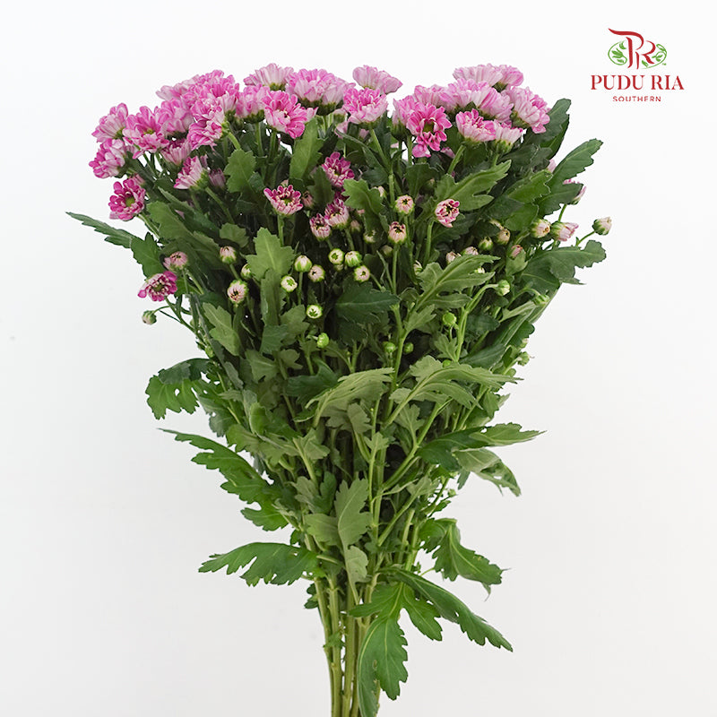 Chrysanthemum Calimero Pompom Rossi Splendid - (10-12 Stems)