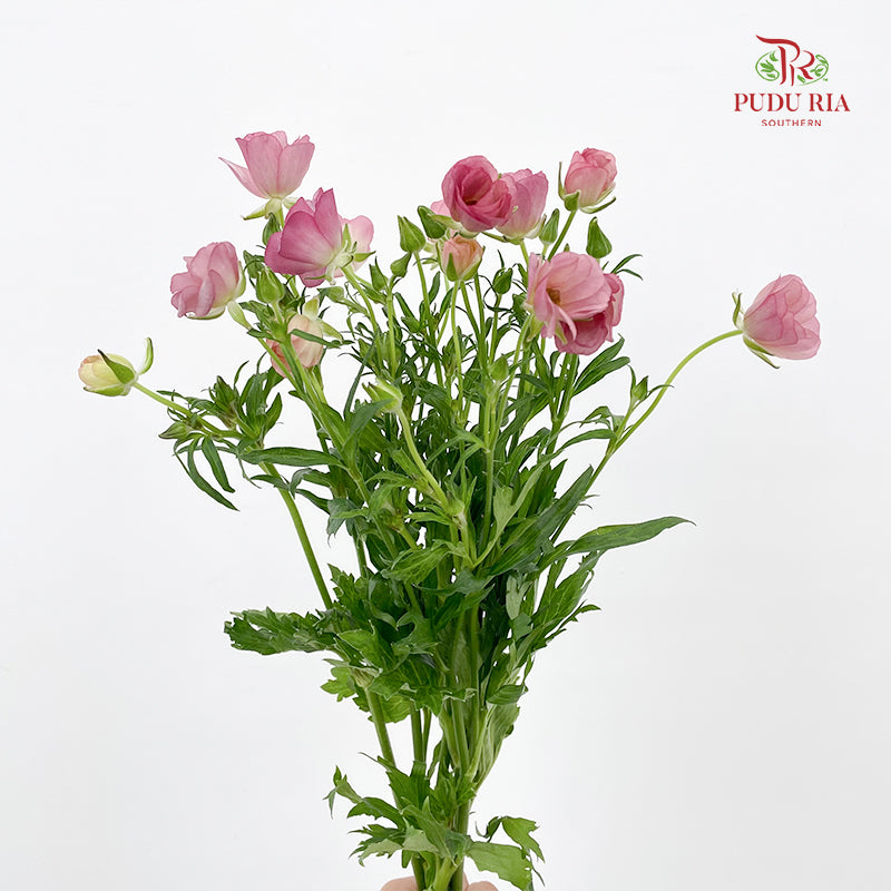 Ranunculus Butterfly 蝴蝶洋牡丹- (5 Stems)