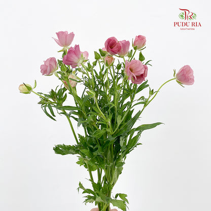 Ranunculus Butterfly 蝴蝶洋牡丹- (5 Stems)
