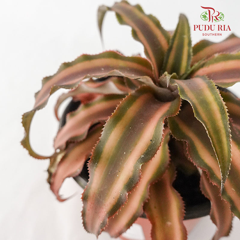 Cryptanthus Brown - Pudu Ria Florist Southern