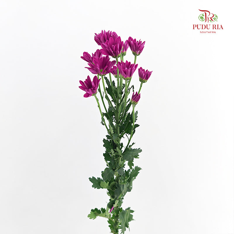 Chrysanthemum Pompom Daisy Dark Purple 3 - (10-12 Stems)