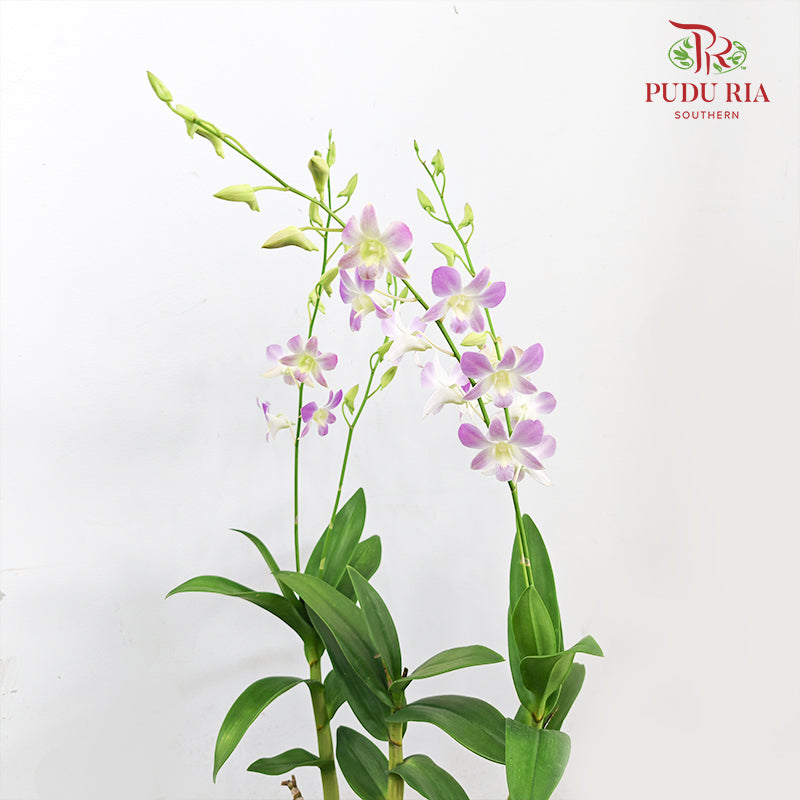 Dendrobium Orchid Pot - Light Purple