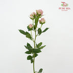 Rose Spray Purple (8-10 Stems) - Pudu Ria Florist Southern