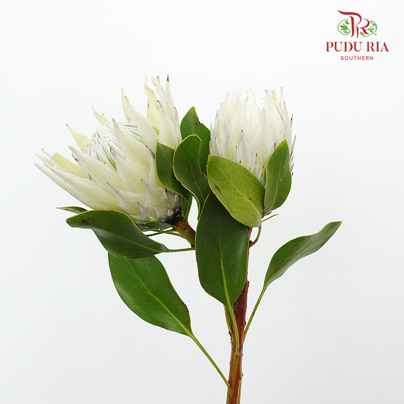 Protea Full Moon - Per Stem - Pudu Ria Florist Southern