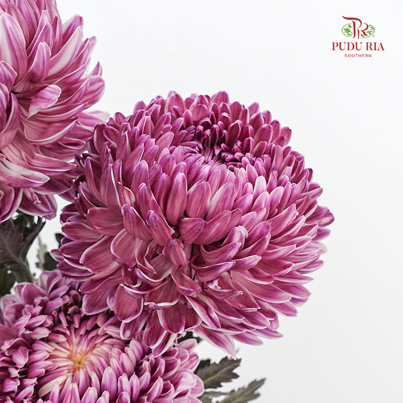 Peony Chrysanthemum Dyed Purple 牡丹菊 - (5 Stems)