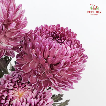 Peony Chrysanthemum Dyed Dark Purple - (5 Stems)