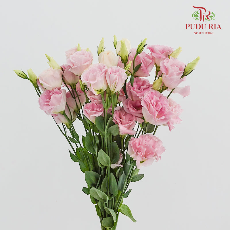 Eustoma Wave Pink - (12-15 Stems)