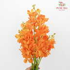 Mokara Orchid Orange / 10 Stems - Pudu Ria Florist Southern