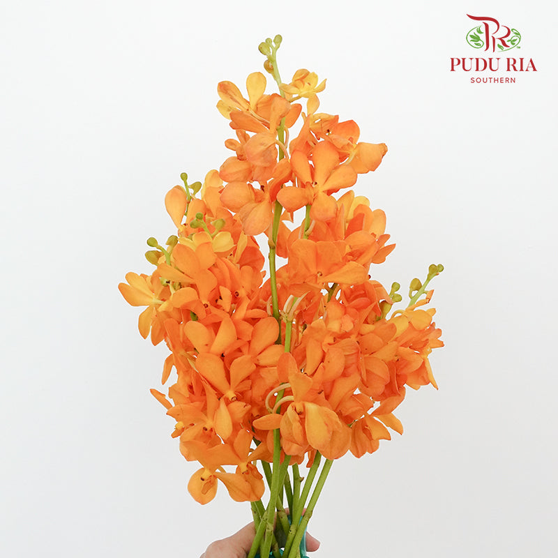 Mokara Orchid Orange / 10 Stems - Pudu Ria Florist Southern