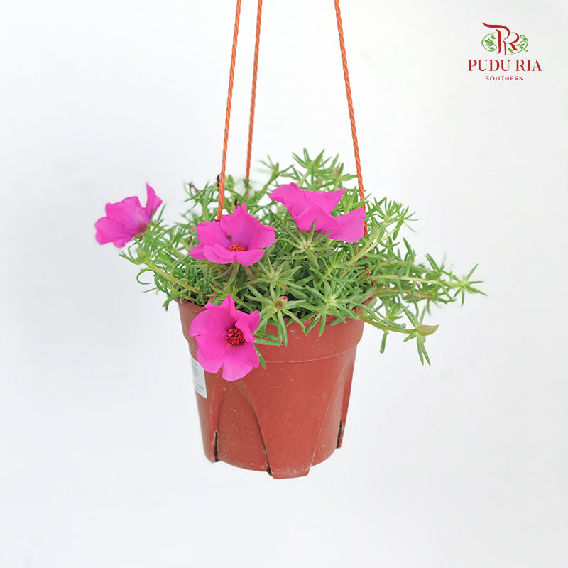 Portulaca Grandiflora (Japanese Rose)