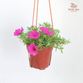 Portulaca Grandiflora (Japanese Rose)