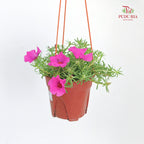Portulaca Grandiflora (Japanese Rose)