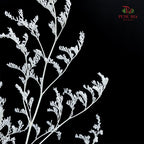 Dry Caspia - White