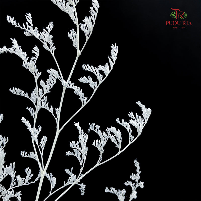 Dry Caspia - White