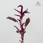 Amaranthus Straight Red 刺苋 - (Per Bundle)