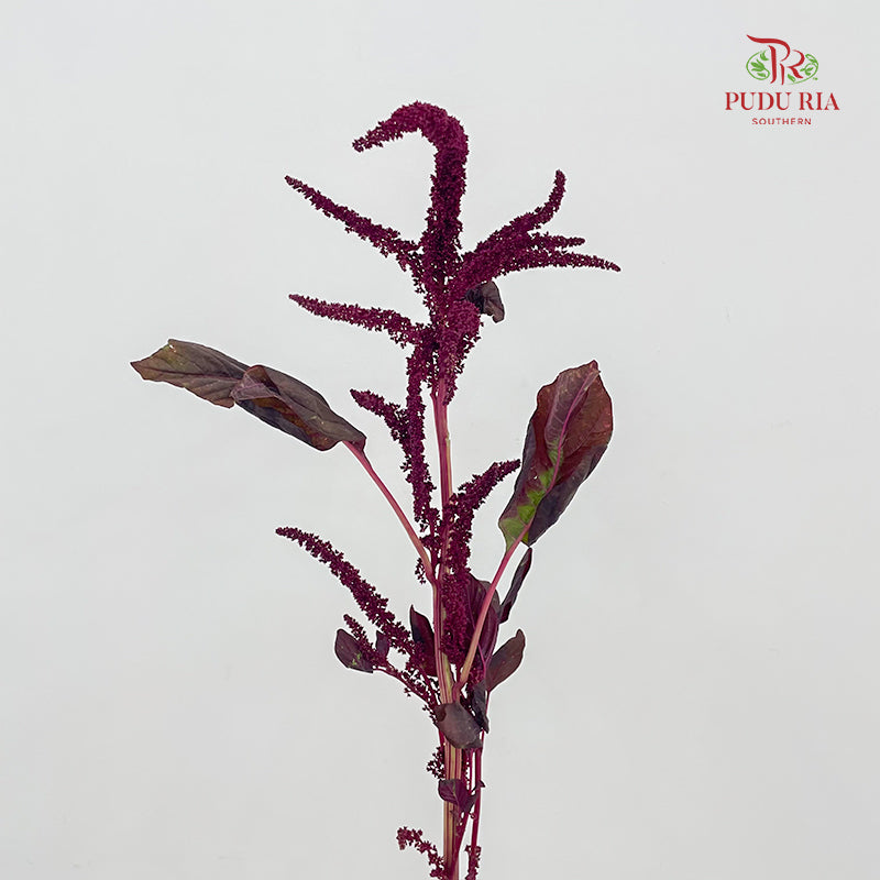 Amaranthus Straight Red 刺苋 - (Per Bundle)