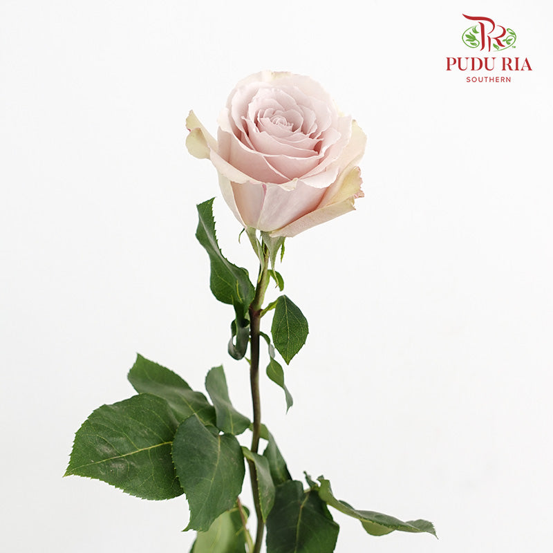 Rose Quicksand - (15 Stems)