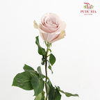 Rose Quicksand - (15 Stems)