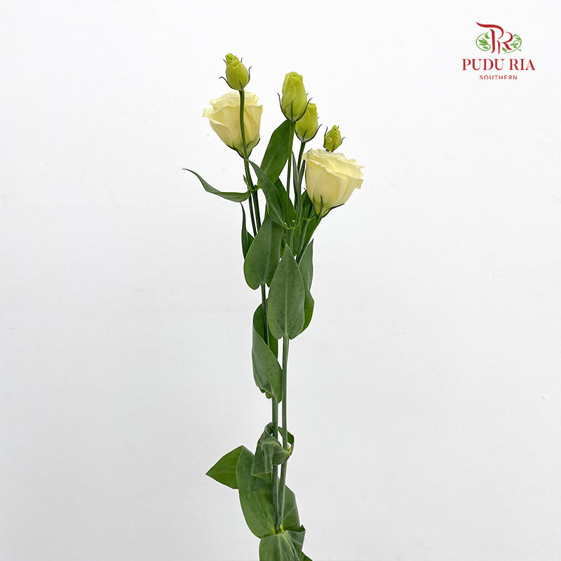 Eustoma Aube Type Rosina Yellow - (12-15 Stems)