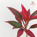 Snow Red Small 红朱蕉 - (5 Stems)