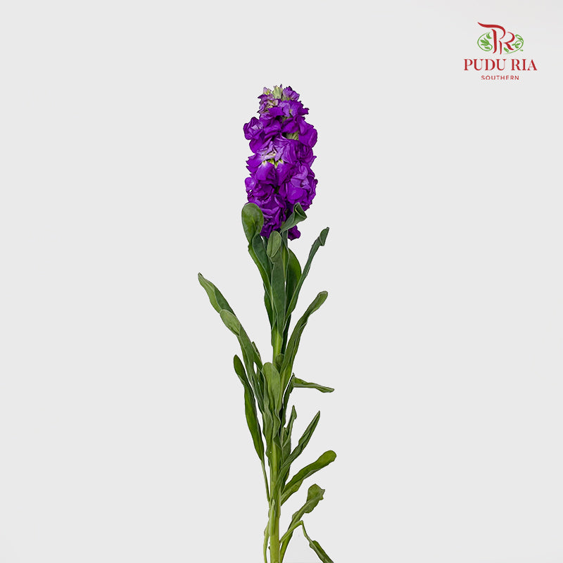 Matthiola Purple - (10 Stems)