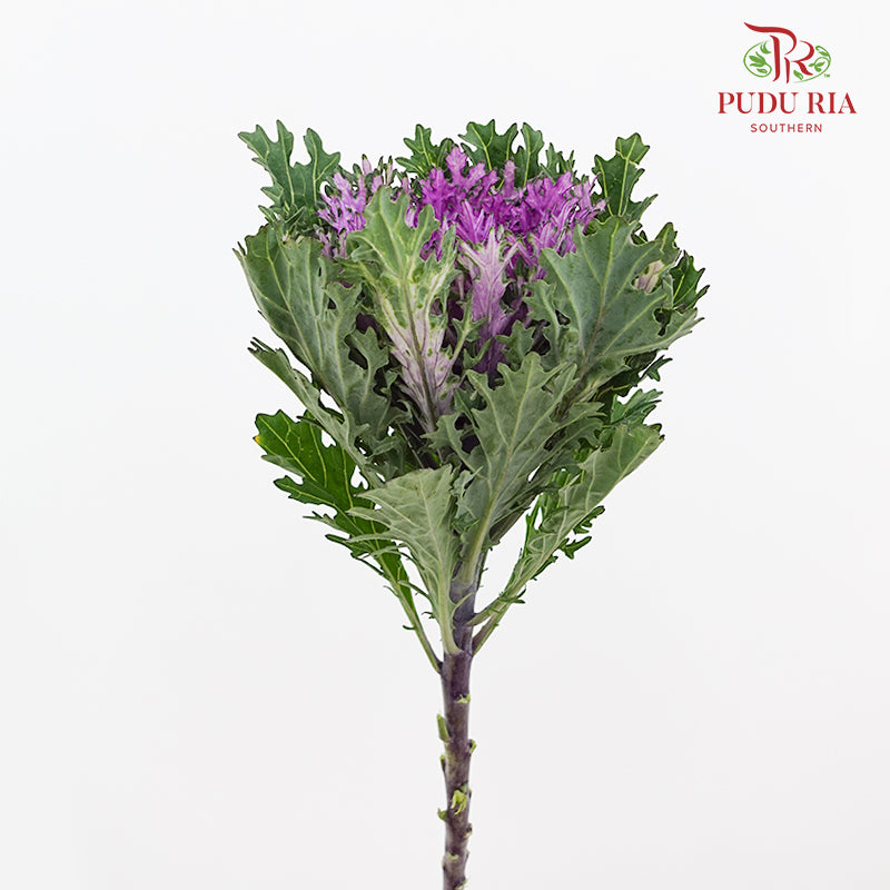 Brassica Lace Purple 芸薹属 - (Per Stem)