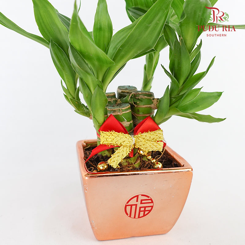 CNY Potted Plant Arrangement 2024#6