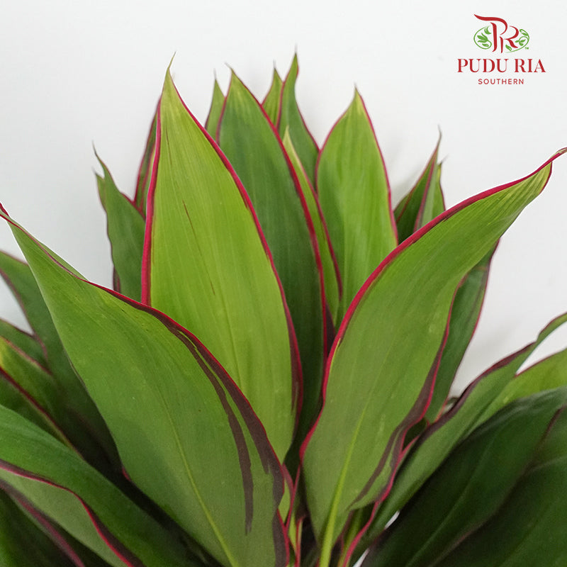 Snow Red (Cordyline Red) - Per Pack - Pudu Ria Florist Southern
