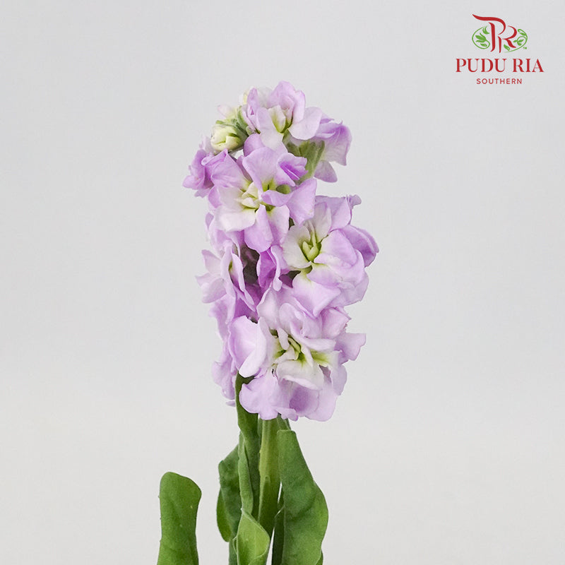 Matthiola Light Purple - 5 Stems - Pudu Ria Florist Southern