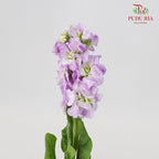 Matthiola Light Purple - 5 Stems - Pudu Ria Florist Southern