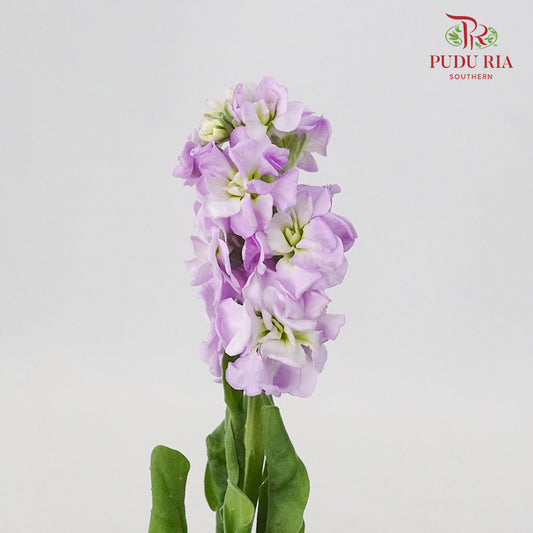 Matthiola Light Purple - 5 Stems - Pudu Ria Florist Southern