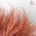 Dry Stipa Grass Brown - Pudu Ria Florist Southern