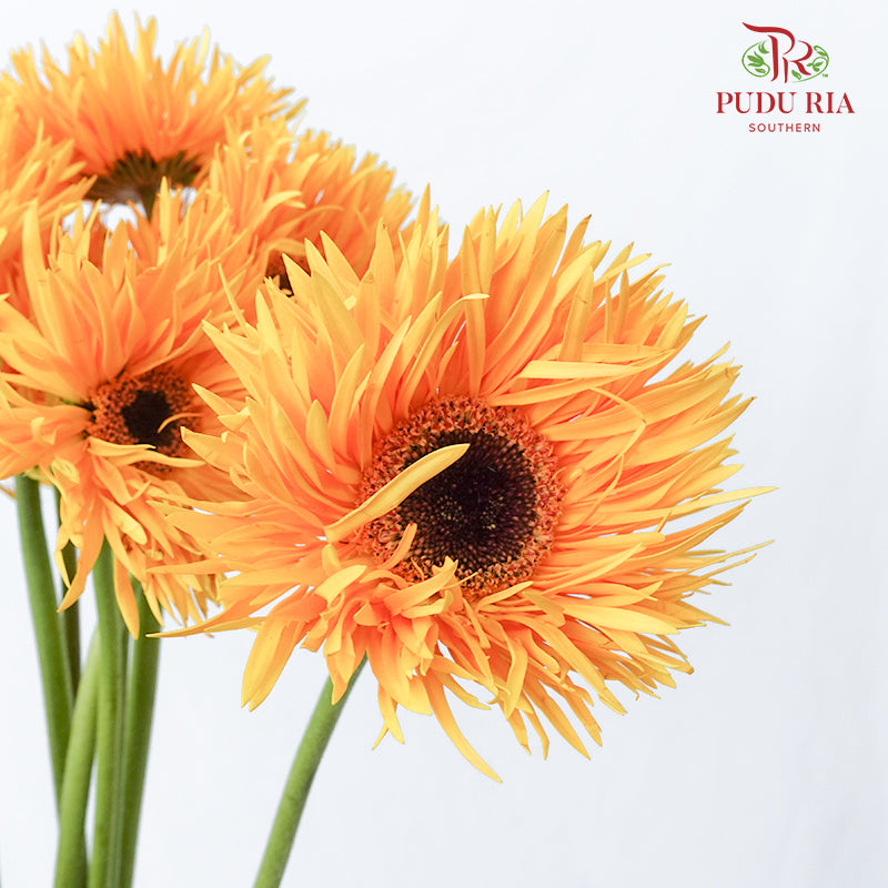 Gerbera Spider Orange Yellow - (8-10 Stems)