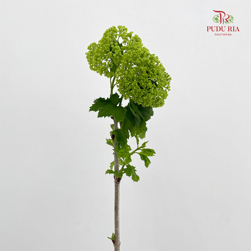 Viburnum 荚蒾 - (Per Bundle)