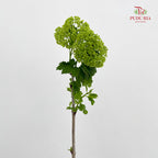 Viburnum 荚蒾 - (Per Bundle)
