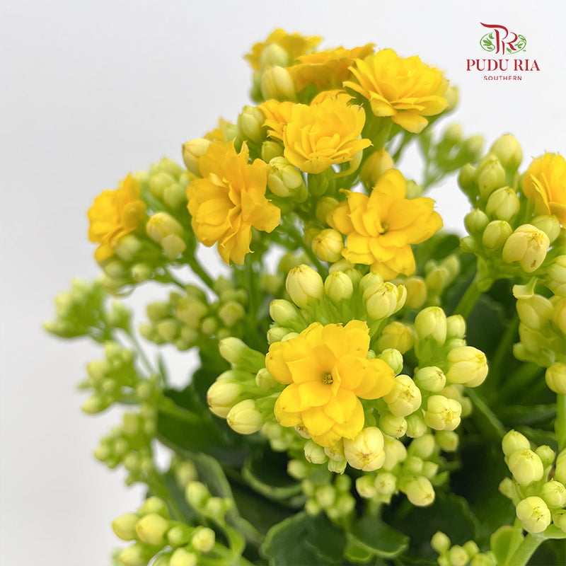 Kalanchoe Mixed (M)