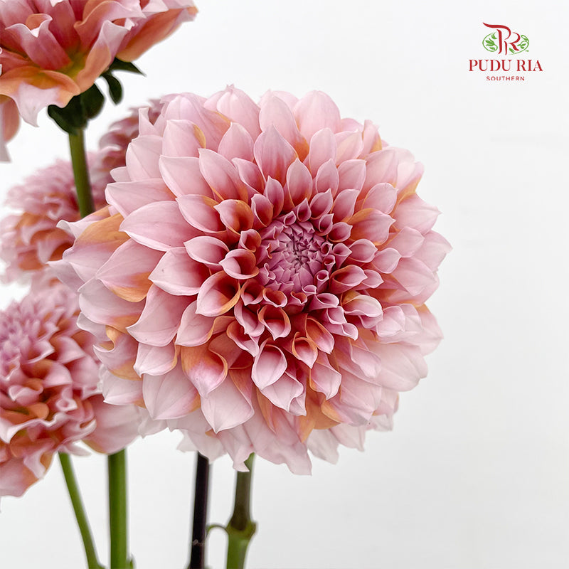 Dahlia Hybrida Cream Peach 奶油桃子大理花 - 5 Stems