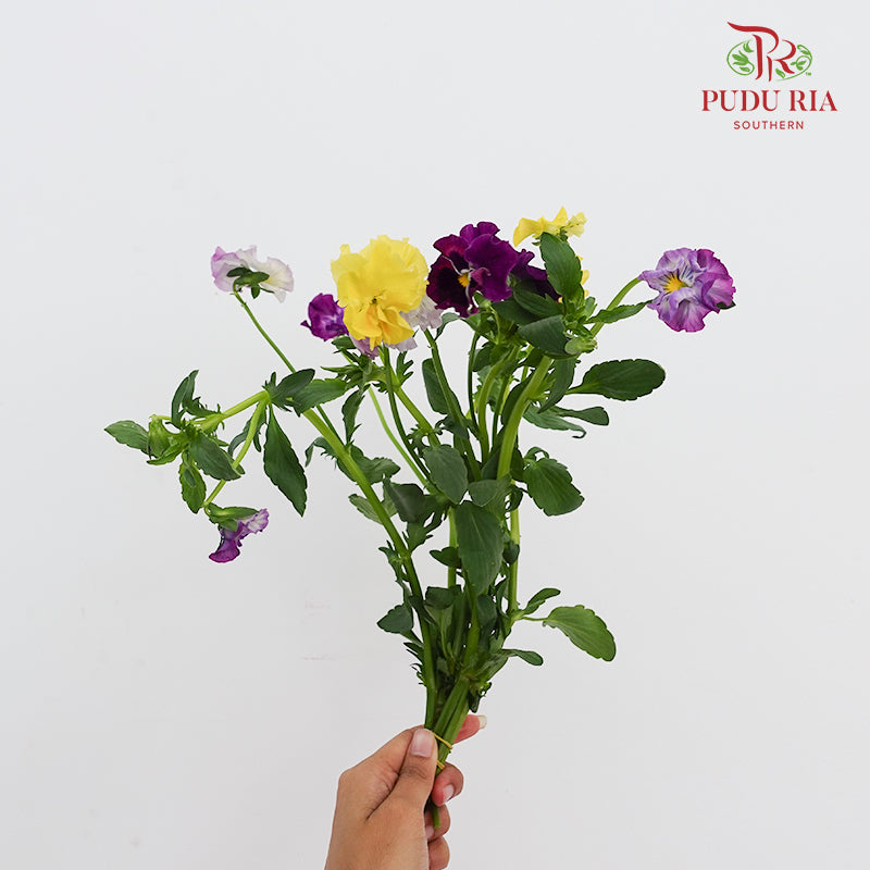 Viola Tricolor 三色堇 - (5 Stems)