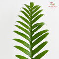 Kingdonia Rosea (Sword Fern) - (Per Stem)