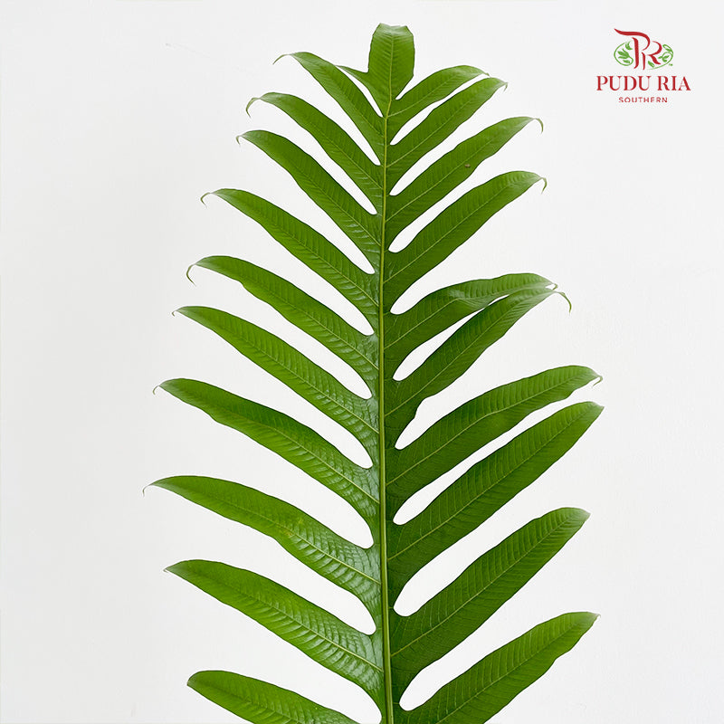 Kingdonia Rosea (Sword Fern) - (Per Stem)
