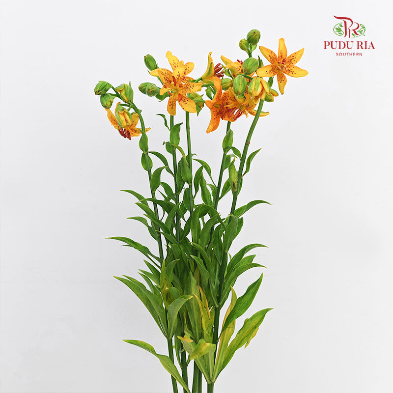 Lilium Hansonii (Hanson's Lily) - (5 Stems)