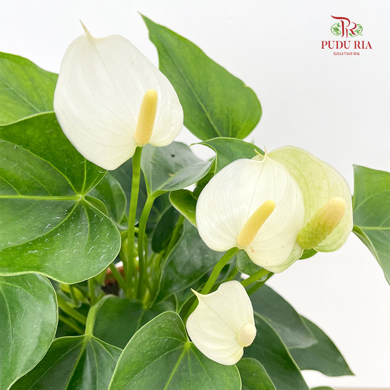 Anthurium Mix P150 - White