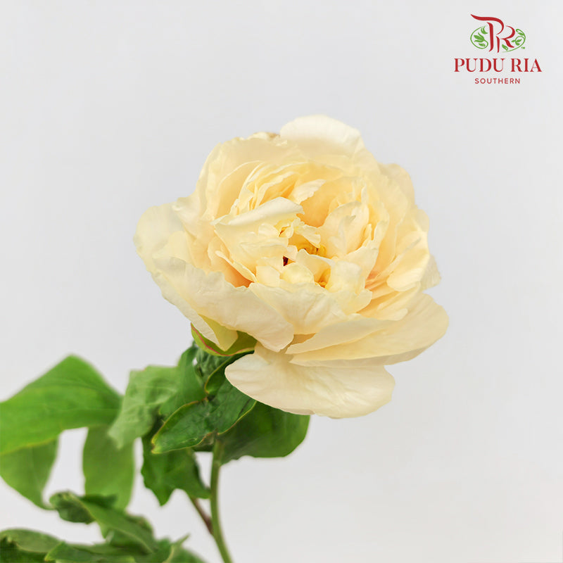 Peony Sunshine Girl 阳光女孩芍药 - (5 Stems)
