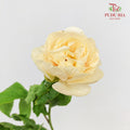 Peony Sunshine Girl 阳光女孩芍药 - (5 Stems)