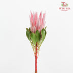 Protea Cynaroides 帝王花 - (2 Stems)