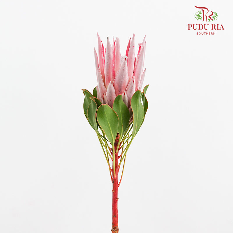 Protea Cynaroides 帝王花 - (2 Stems)
