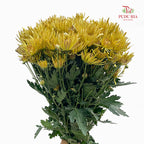 Chrysanthemum Pompom Spider Yellow - (10-12 Stems)